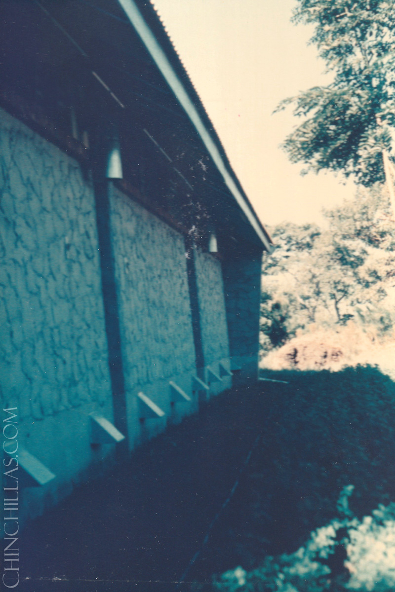 gillingham violet chinchilla birthplace salisbury rhodesia zimbabwe